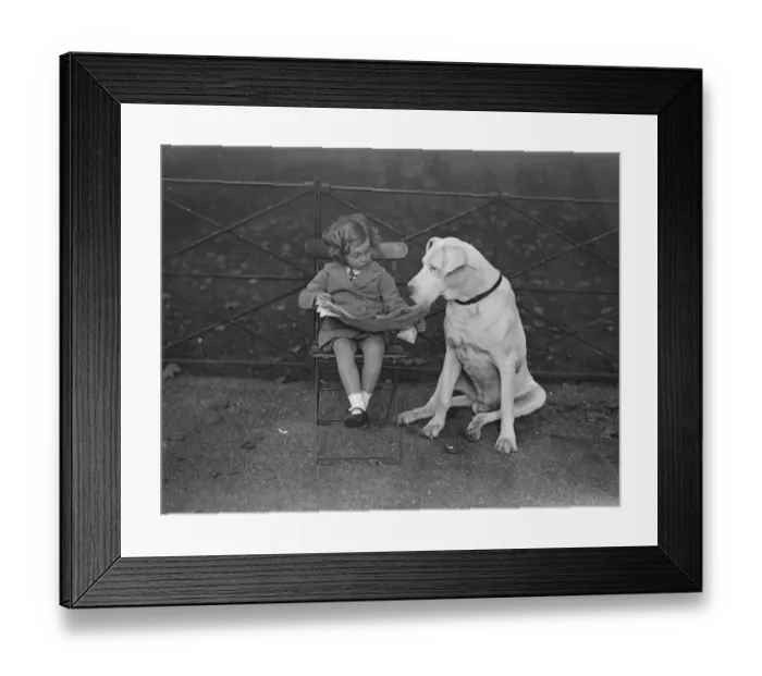 Framed Print : Nero a Great Dane and very well known in Hyde Park, shares a newspaper Framed Print : Nero a Great Dane and very well known in Hyde Park, shares a newspaper