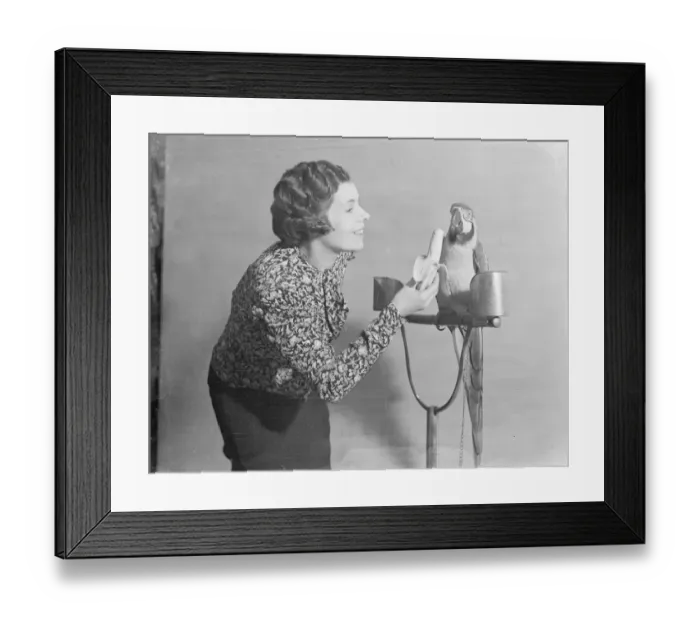 Framed Print : What about a banana?. The Crystal Palace National Show of Cage Birds has Framed Print : What about a banana?. The Crystal Palace National Show of Cage Birds has