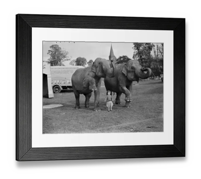 Framed Print : Elephants from the circus are lead by a little girl for a walk in Foots Cray ( Performing Framed Print : Elephants from the circus are lead by a little girl for a walk in Foots Cray ( Performing