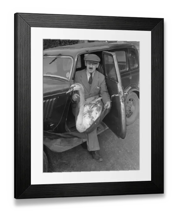 Framed Print : The Swan who left home - returns by car injured. The young swan found injured near Framed Print : The Swan who left home - returns by car injured. The young swan found injured near