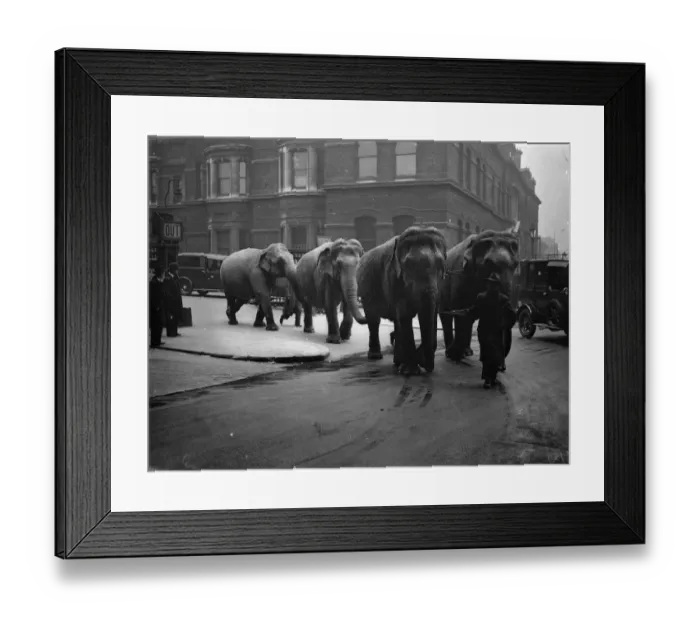 Framed Print : Unwieldly travellers! Elephants arrive at Waterloo. Waterloo Station had rather