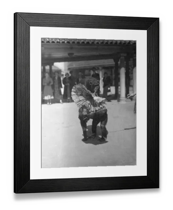 Framed Print : Zoo chimps decide position of a parasol! The hot weather resulted in an argument Framed Print : Zoo chimps decide position of a parasol! The hot weather resulted in an argument