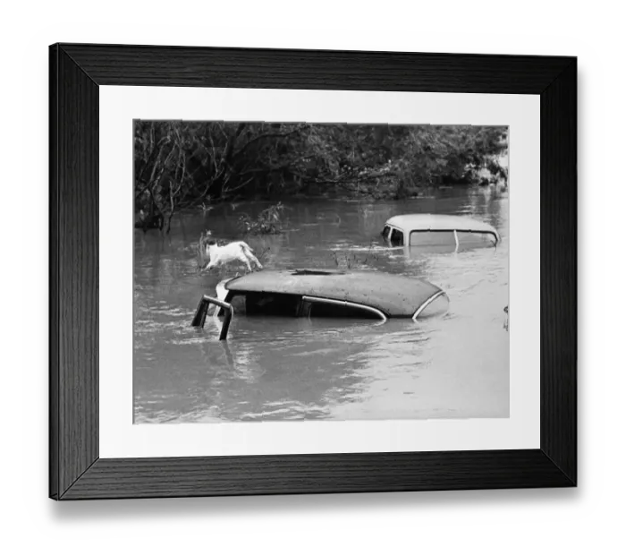 Framed Print : Cat Leap to Safety - Three Rivers, Texas - 26 September 1967 A cat who spent three