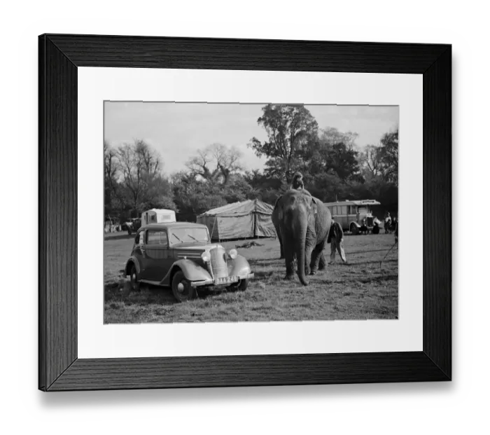 Framed Print : Elephants from the circus are ridden by a little girl for a walk in Foots Cray Framed Print : Elephants from the circus are ridden by a little girl for a walk in Foots Cray
