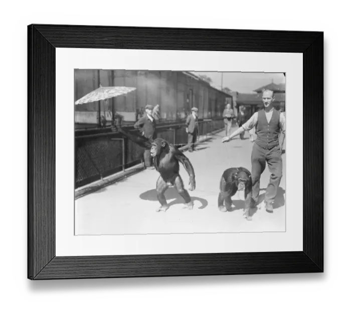 Framed Print : Zoo chimps decide position of a parasol! The hot weather resulted in an argument Framed Print : Zoo chimps decide position of a parasol! The hot weather resulted in an argument