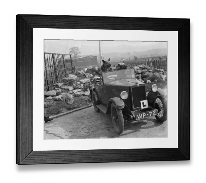 Framed Print : An pair of alsations sit in the a learners car. 1936 Framed Print : An pair of alsations sit in the a learners car. 1936