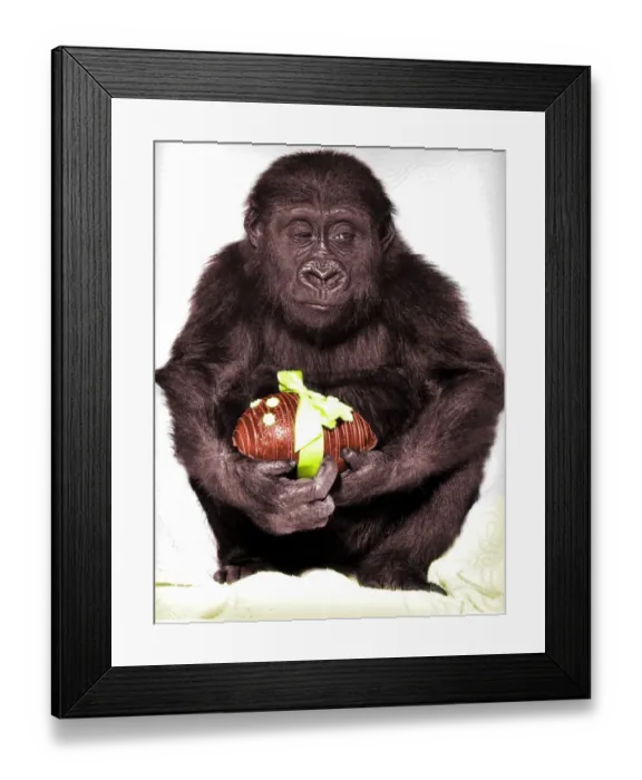 Framed Print : Gorilla with easter egg Framed Print : Gorilla with easter egg
