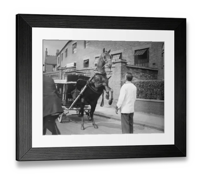 Framed Print : Charlie is only a milk pony, but his tricks delight North London children Framed Print : Charlie is only a milk pony, but his tricks delight North London children
