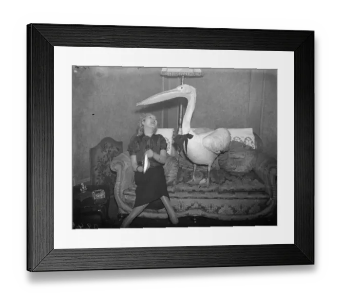 Framed Print : American visitor to London brings pelican with her. A beautiful pelican three feet Framed Print : American visitor to London brings pelican with her. A beautiful pelican three feet