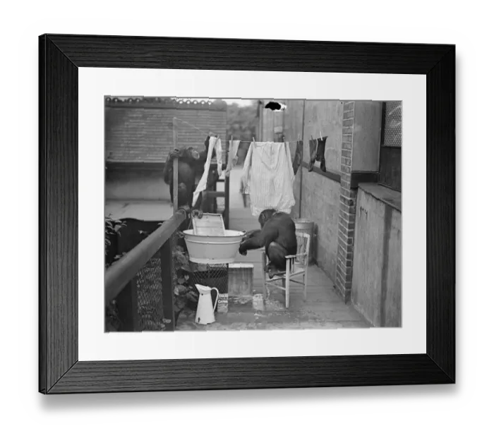 Framed Print : The chimps washing! Peter hangs out the clothes. When Peter and Jackie, the London Framed Print : The chimps washing! Peter hangs out the clothes. When Peter and Jackie, the London
