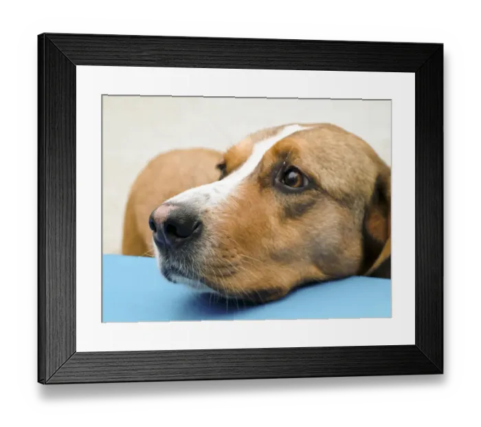 Framed Print : Dog resting head on table of outdoor cafe and looking appealing. Italy - very near Framed Print : Dog resting head on table of outdoor cafe and looking appealing. Italy - very near