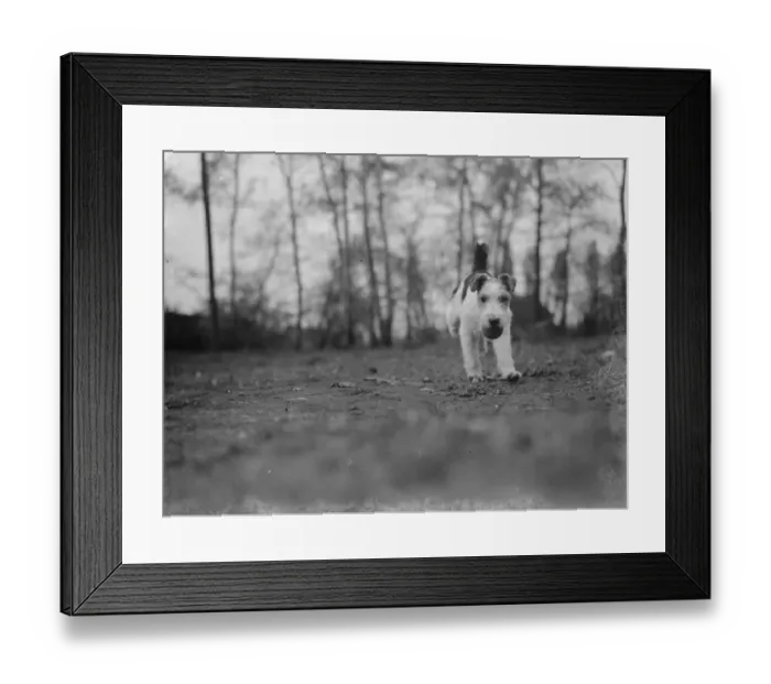 Framed Print : Mr Tophams dog Tony. 1939 Framed Print : Mr Tophams dog Tony. 1939