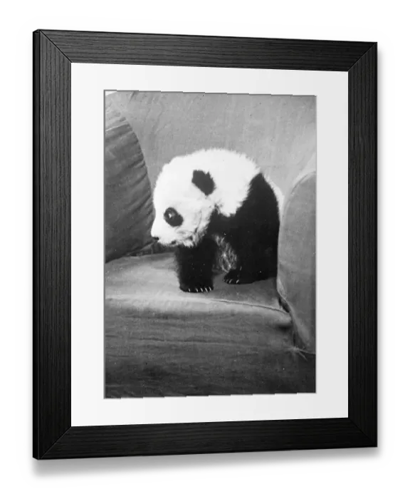 Framed Print : Mrs Ruth Harkness widow of an explorer, has succeeded in capturing alive a baby Giant Framed Print : Mrs Ruth Harkness widow of an explorer, has succeeded in capturing alive a baby Giant