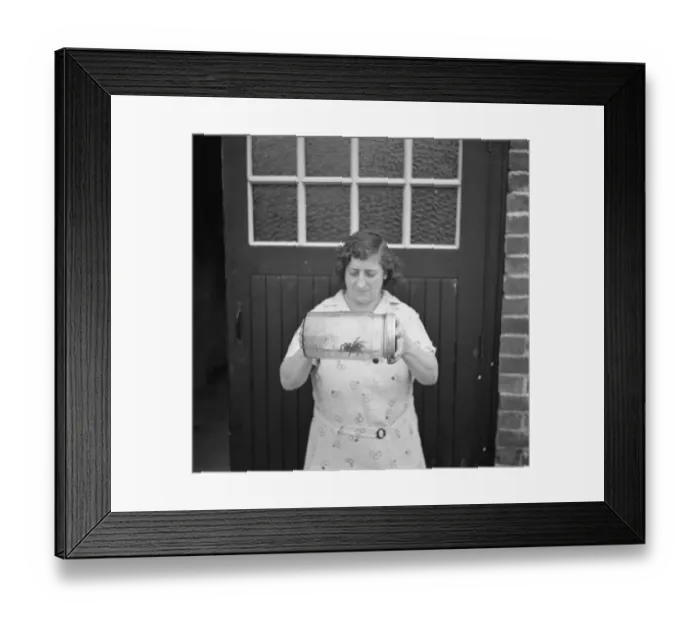 Framed Print : A women holds a deadly tarantula in a jar. 1936 Framed Print : A women holds a deadly tarantula in a jar. 1936