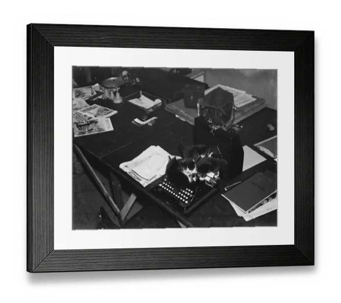 Framed Print : Kittens on a typewriter in an office. 1937 Framed Print : Kittens on a typewriter in an office. 1937