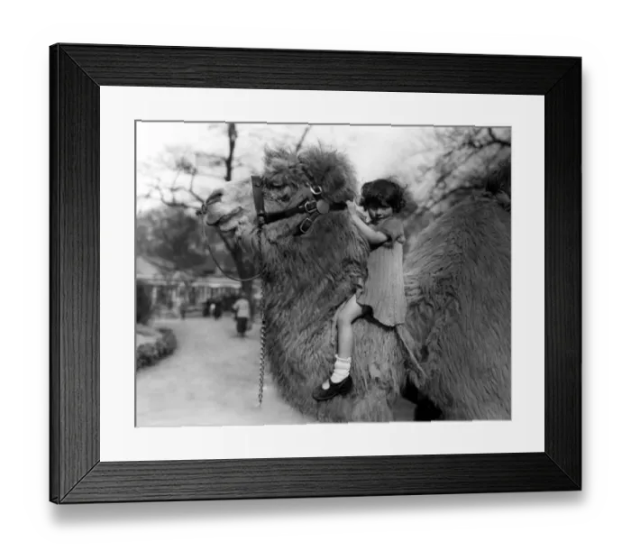 Framed Print : Holding his head erect, the zoo camel shows his pride in giving this pretty little