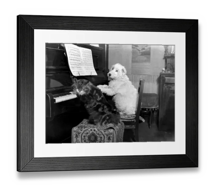 Framed Print : Dog and cat playing the piano