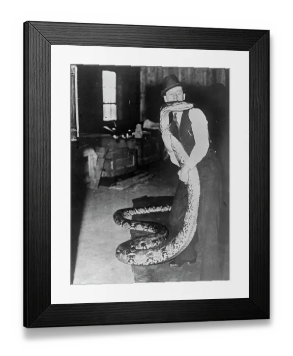Framed Print : Eight strong men, forcibly feeding a 26 foot python 8 strong men were required to Framed Print : Eight strong men, forcibly feeding a 26 foot python 8 strong men were required to