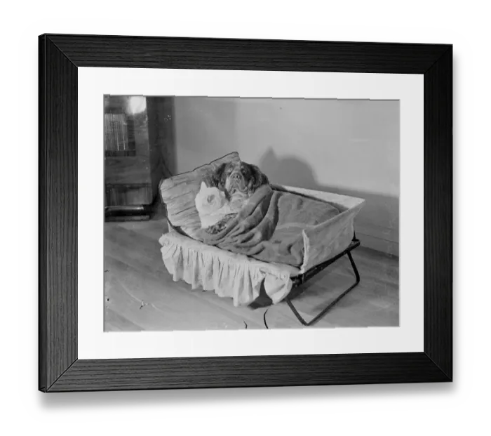 Framed Print : Cat and dog are perfect sleeping partners. Vim and Vigour, a cat and dog owned by Framed Print : Cat and dog are perfect sleeping partners. Vim and Vigour, a cat and dog owned by