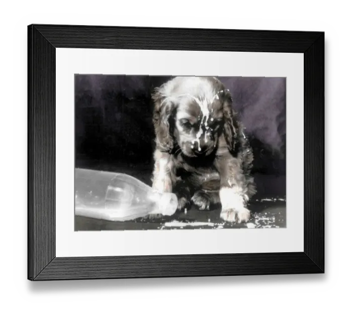 Framed Print : Spaniel with spilt milk