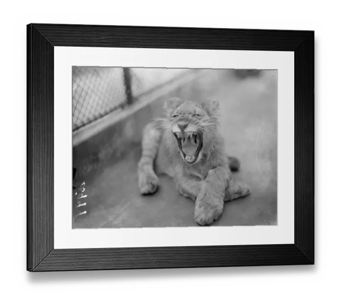 Framed Print : Jimmy is a playboy is no longer! London zoo lion cub which was reared by hand by Framed Print : Jimmy is a playboy is no longer! London zoo lion cub which was reared by hand by