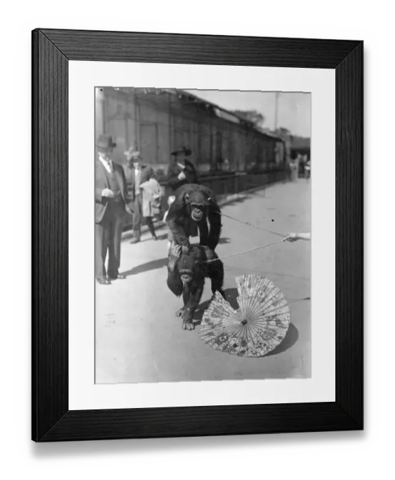 Framed Print : Zoo chimps decide position of a parasol! The hot weather resulted in an argument