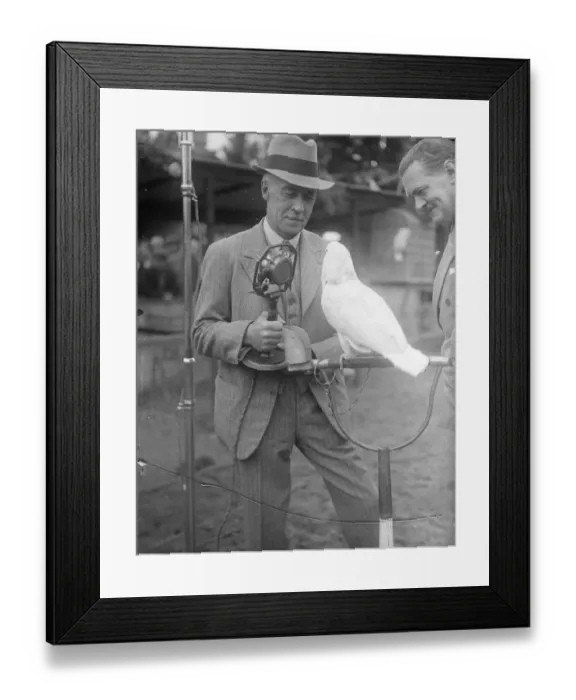 Framed Print : Cockatoo needed coaxing. Zoo broadcast. Under the persuasion of Uncle Mac Framed Print : Cockatoo needed coaxing. Zoo broadcast. Under the persuasion of Uncle Mac