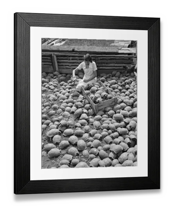 Framed Print : A girl packing a crate of tortoises for dispatch from the Alperton, Middlesex farm Framed Print : A girl packing a crate of tortoises for dispatch from the Alperton, Middlesex farm