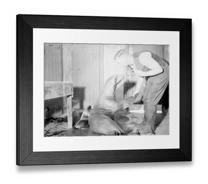 Framed Print : Friendly flipper. Bibby, the London Zoo sea lion, extends a friendly flipper Framed Print : Friendly flipper. Bibby, the London Zoo sea lion, extends a friendly flipper