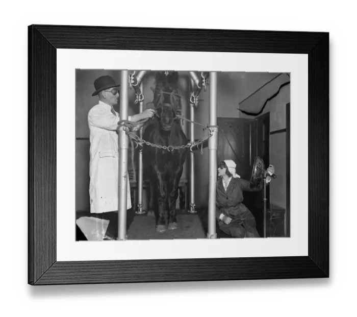 Framed Print : Sunray treatment for a horse. A horse undergoing sunlight treatment with artificial Framed Print : Sunray treatment for a horse. A horse undergoing sunlight treatment with artificial