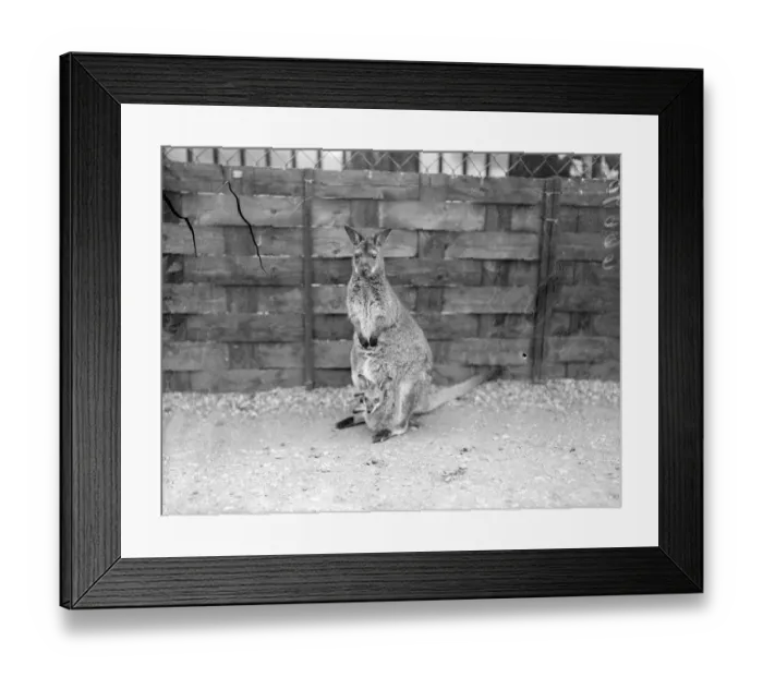 Framed Print : The four months old Wallaby peers from his mothers pouch at his strange surroundings