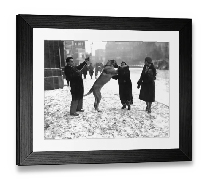 Framed Print : Crufts great dog show opens in snowstorm Dr. and Mrs. Tarapore and their Great Dane Framed Print : Crufts great dog show opens in snowstorm Dr. and Mrs. Tarapore and their Great Dane