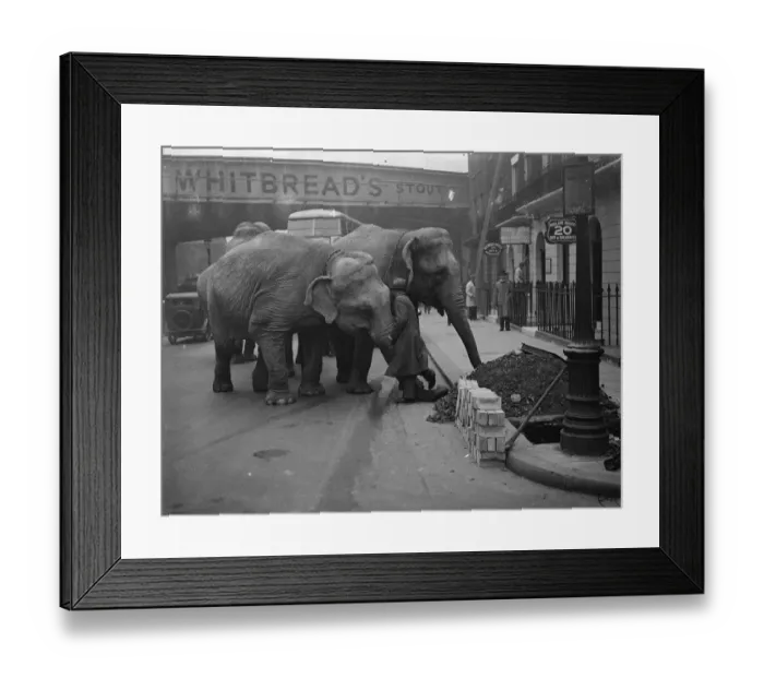 Framed Print : Unwieldly travellers ! Elephants arrive at Waterloo. Waterloo Station had rather