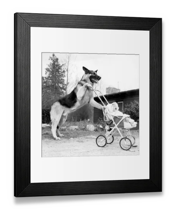Framed Print : Perhaps Angela would like to go for a short stroll. Flash pushes the baby stroller Framed Print : Perhaps Angela would like to go for a short stroll. Flash pushes the baby stroller