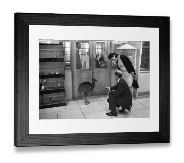 Framed Print : In Harrods a Cassowary ( price 250 guineas ) - one of the items for sale in the pets Framed Print : In Harrods a Cassowary ( price 250 guineas ) - one of the items for sale in the pets