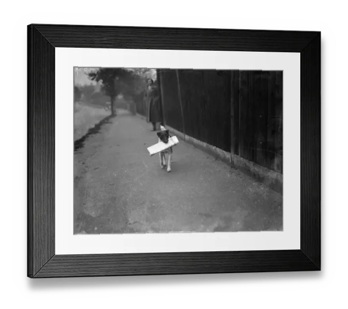 Framed Print : Mrs Carrs terrier carrying The Times newspaper. 1 November 1936 Framed Print : Mrs Carrs terrier carrying The Times newspaper. 1 November 1936