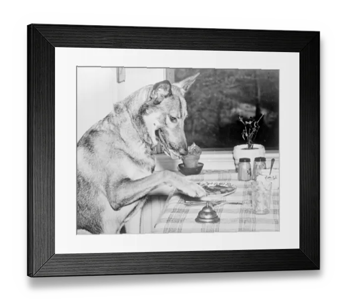 Framed Print : Tantalising for Copper. Everyone knows the dogs that can do everything else