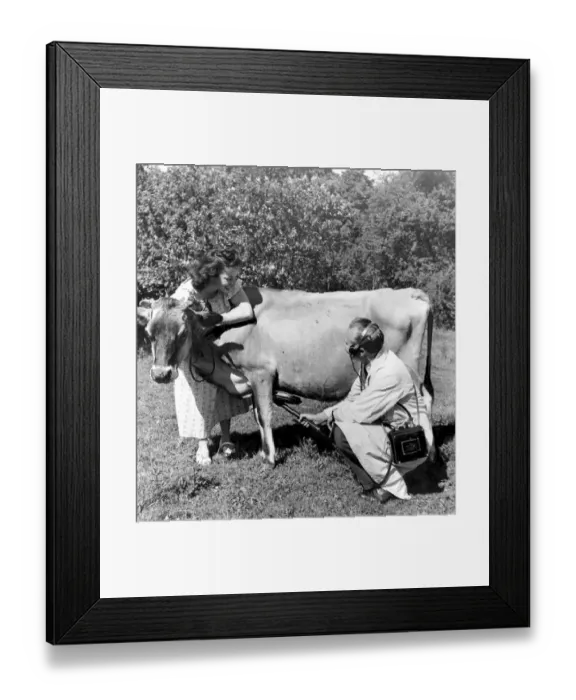 Framed Print : Brightling tests a cow, if she has swallowed bits of wire while grazing, he will