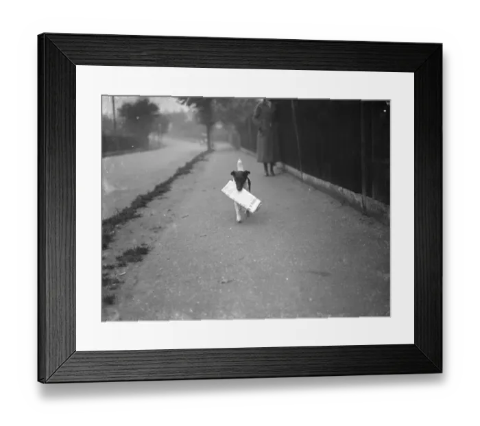 Framed Print : Mrs Carrs terrier carrying The Times newspaper. 1 November 1936 Framed Print : Mrs Carrs terrier carrying The Times newspaper. 1 November 1936