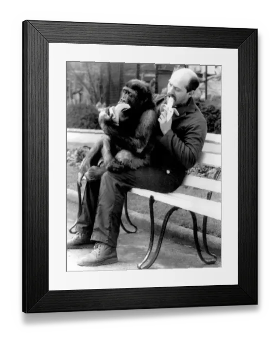 Framed Print : Man with chimpanzee sitting on his lap, both eating bananas Framed Print : Man with chimpanzee sitting on his lap, both eating bananas