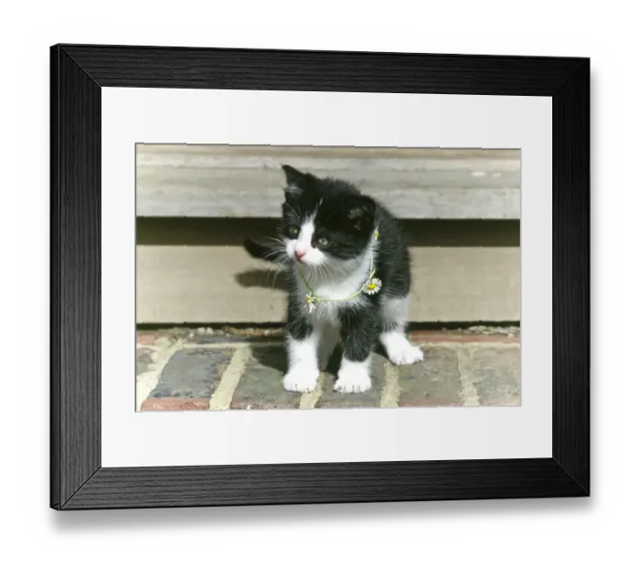 Framed Print : Black and white kitten wearing a daisy chain around his neck credit: Marie-Louise Framed Print : Black and white kitten wearing a daisy chain around his neck credit: Marie-Louise