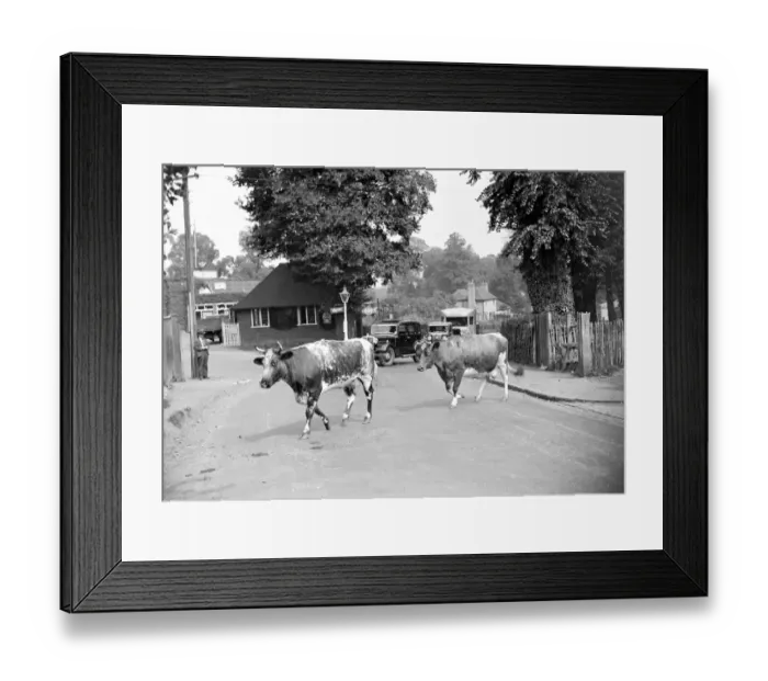 Framed Print : Traffic hold-up by cows crossing a road in Chislehurst, Kent. 1934 Framed Print : Traffic hold-up by cows crossing a road in Chislehurst, Kent. 1934