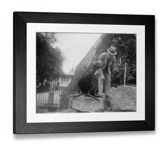 Framed Print : Zoo sea lion makes his bow on the air!. Under the persuasion of Uncle Framed Print : Zoo sea lion makes his bow on the air!. Under the persuasion of Uncle