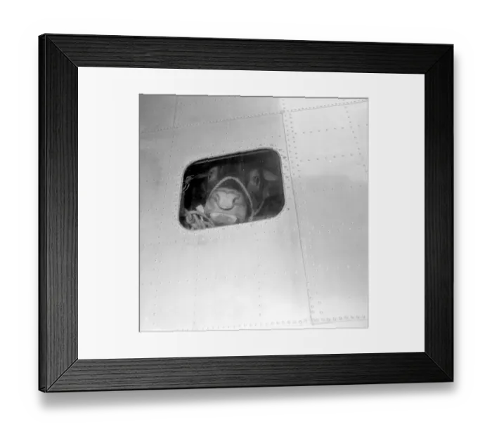 Framed Print : Bull in aeroplane. 10 June 1959
