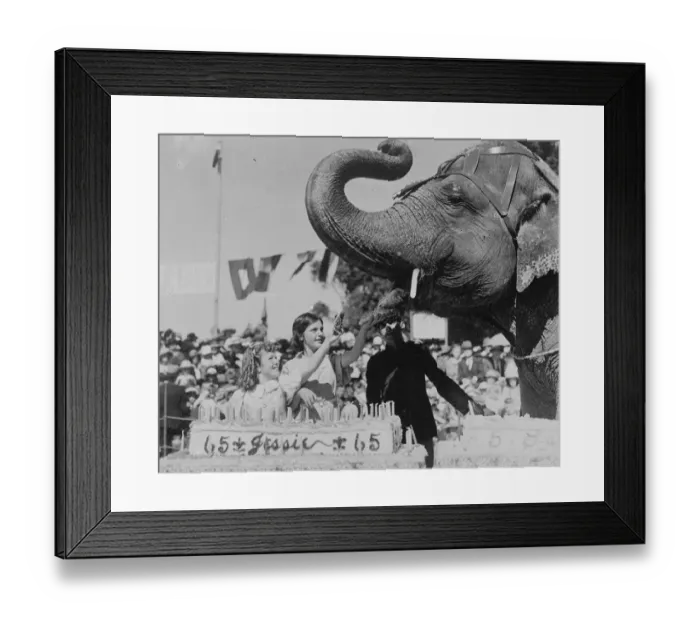 Framed Print : Jessie faced her birthday cake. Jessie, a favourite elephant in the Taronga Framed Print : Jessie faced her birthday cake. Jessie, a favourite elephant in the Taronga