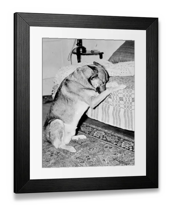 Framed Print : Tantalising for Copper. Everyone knows the dogs that can do everything else Framed Print : Tantalising for Copper. Everyone knows the dogs that can do everything else