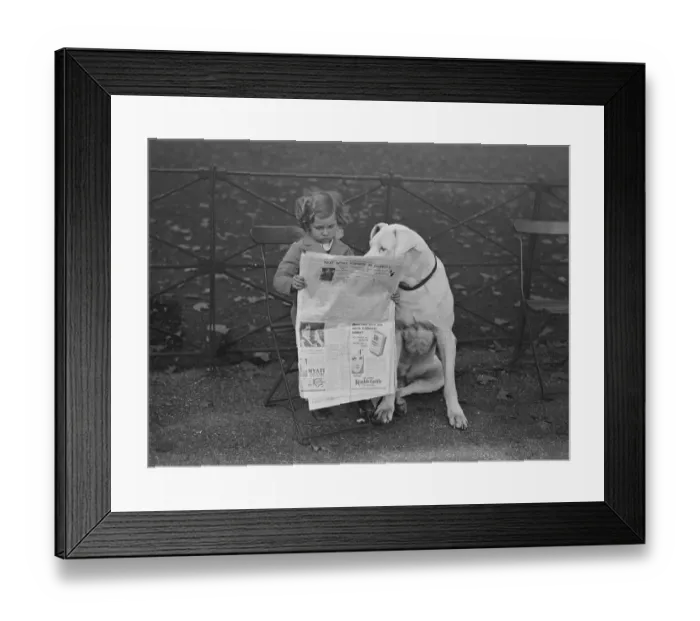 Framed Print : Nero a Great Dane and very well known in Hyde Park, shares a newspaper Framed Print : Nero a Great Dane and very well known in Hyde Park, shares a newspaper