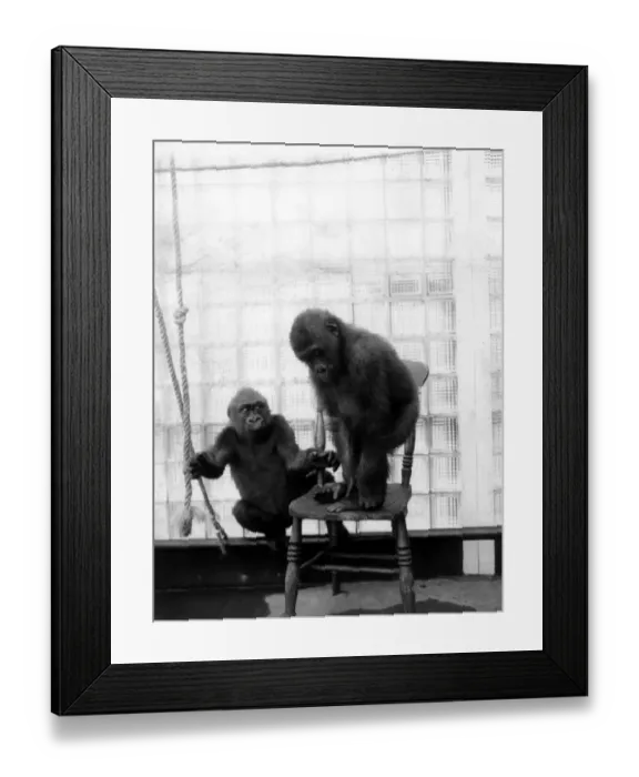 Framed Print : Thats no way to use a chair, dear, gorilla Josephine (left) seems