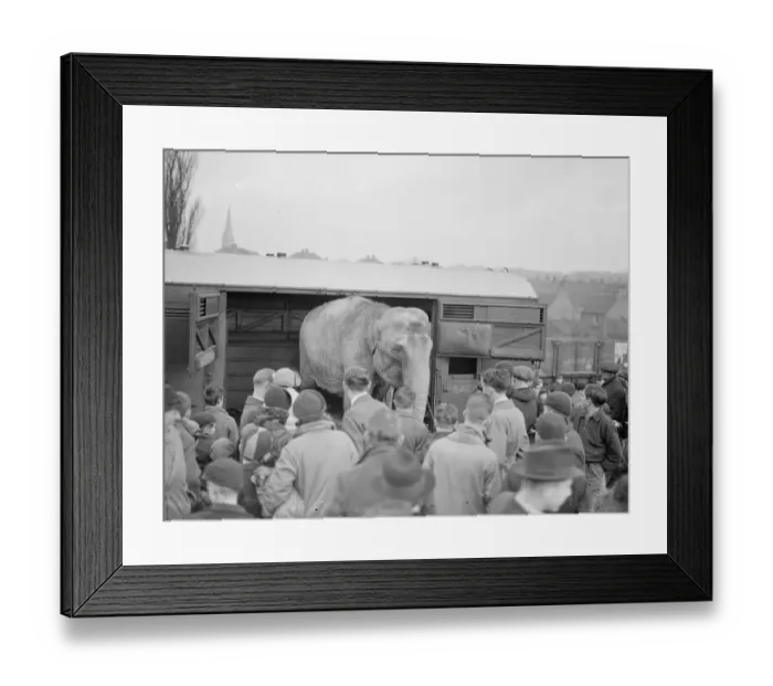 Framed Print : Circus elephants, (unloading) Bexley. 1938