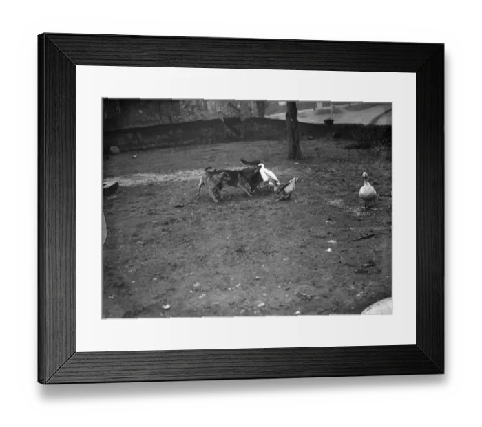 Framed Print : Alsations and geese playing. 1936 Framed Print : Alsations and geese playing. 1936